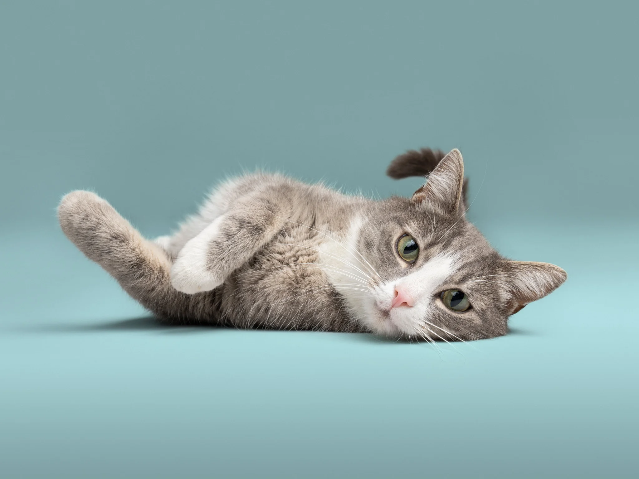 CAT IMAGES